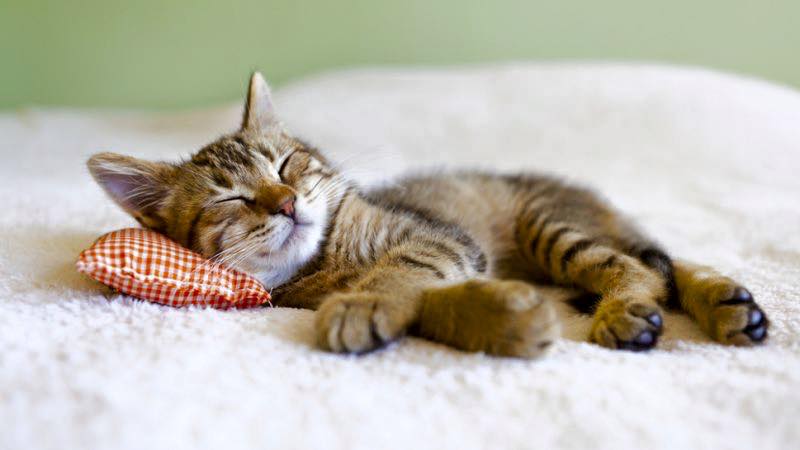 Cat-friendly apartment in Chester