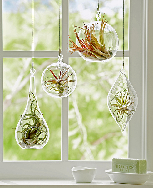 Pet Friendly Apartment Houseplants
