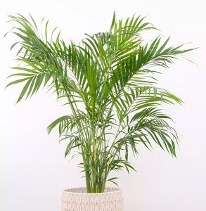 Pet Friendly Apartment Houseplants
