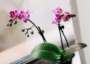 Pet Friendly Apartment Houseplants