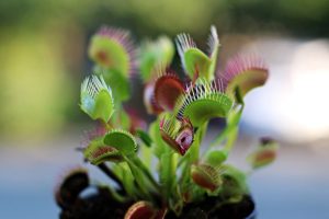 Pet Friendly Apartment House Plants