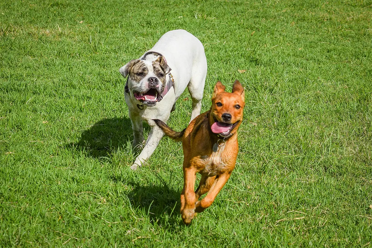Basic Dog Park Etiquette