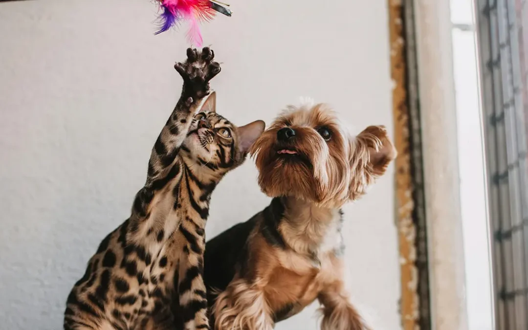 A Local’s Survival Guide to Pet Care in Chester, VA