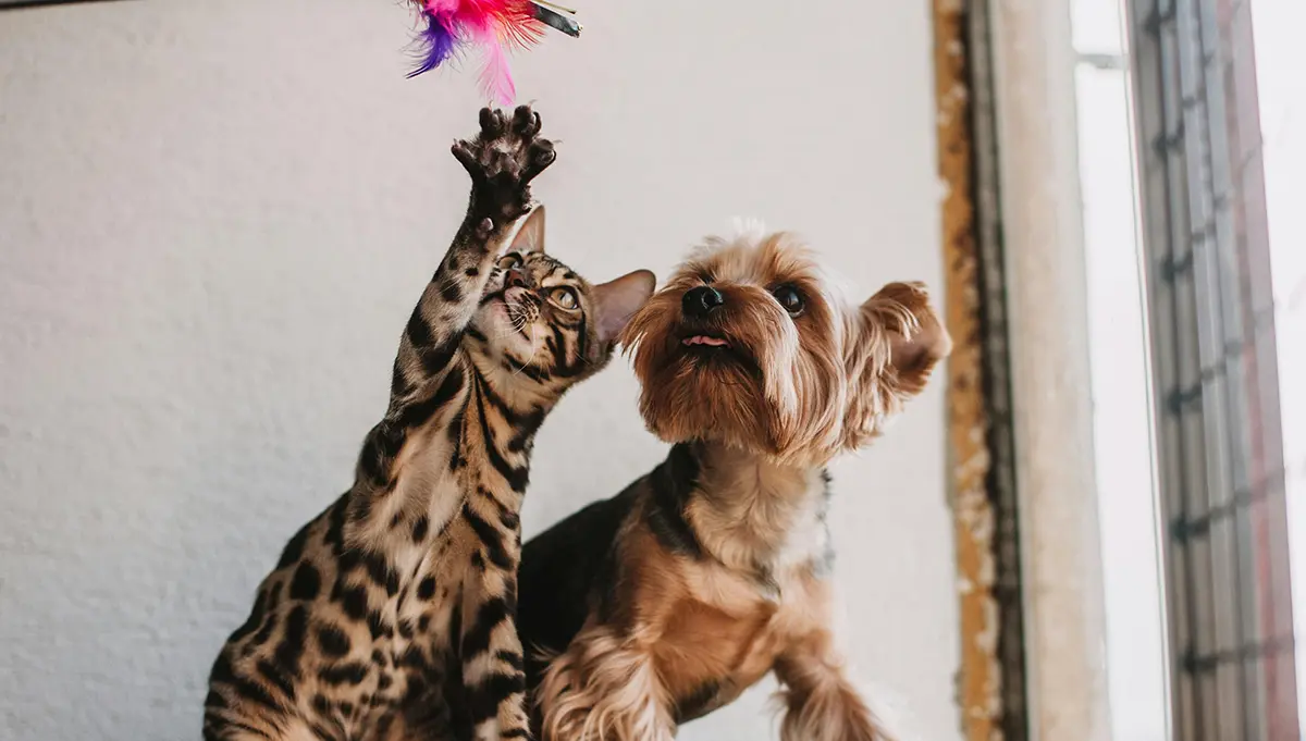 Rivington Pet Survival Guide