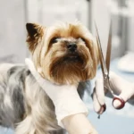 Finding the Best Dog Groomers in Chester