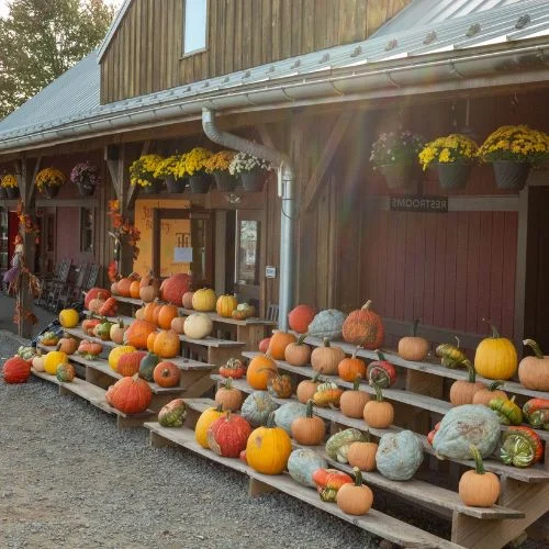 Temple Hill Farm Pumpkin Patch