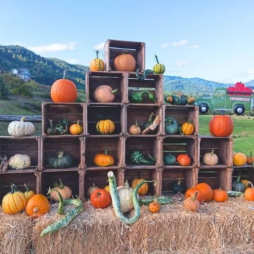 Drumheller’s Orchard pumpkin patch near Chester VA