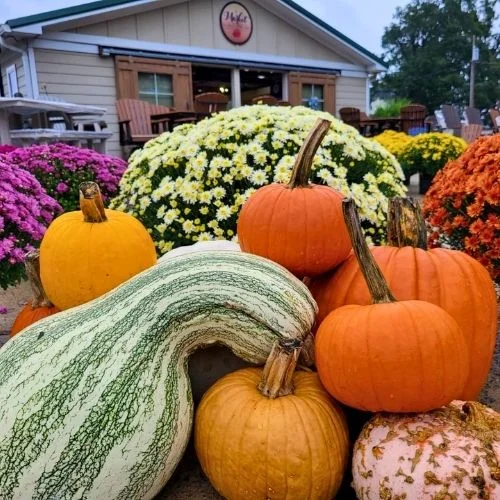 Hanover Vegetable Farm Pumpkin Patch near Chester VA