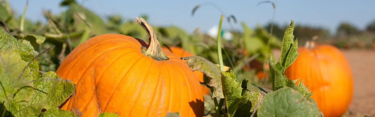 The Best Pumpkin Patches Near Chester, Virginia
