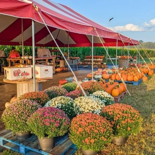 Yoder’s Farm near Chester VA