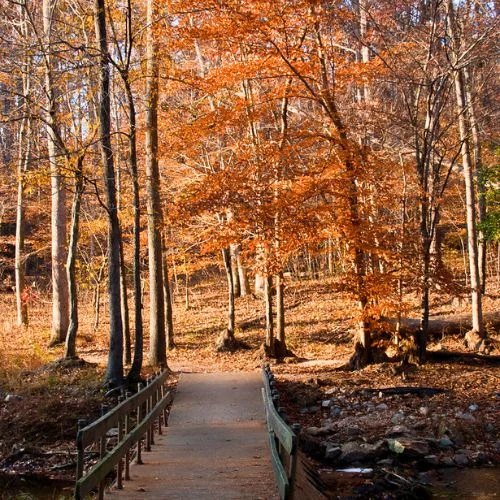 Pocahontas State Park (Chesterfield)
