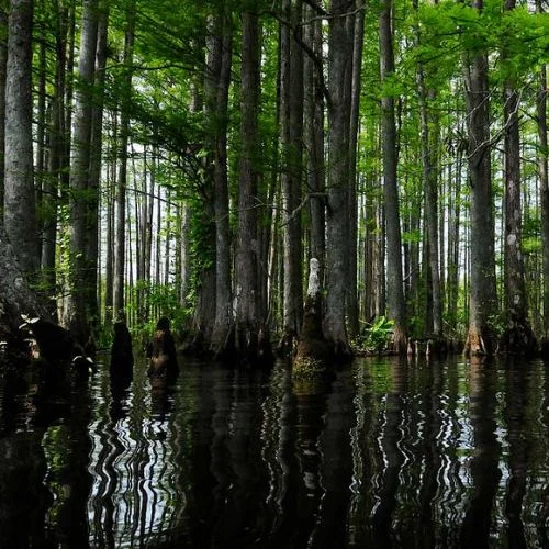 Chickahominy Wildlife Management Area
