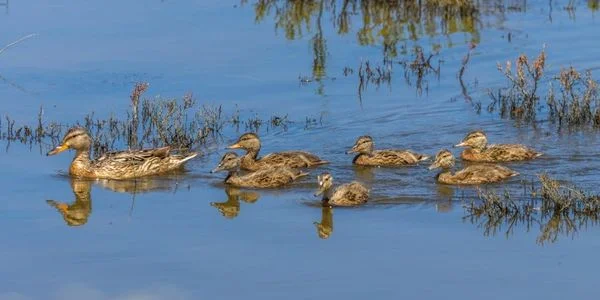 Dutch Gap Conservation Area
